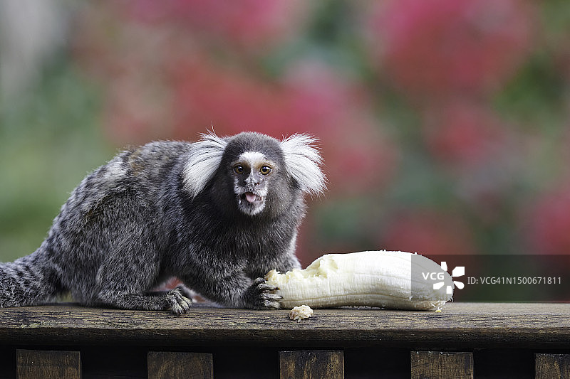 坐在木头上的狨猴肖像图片素材