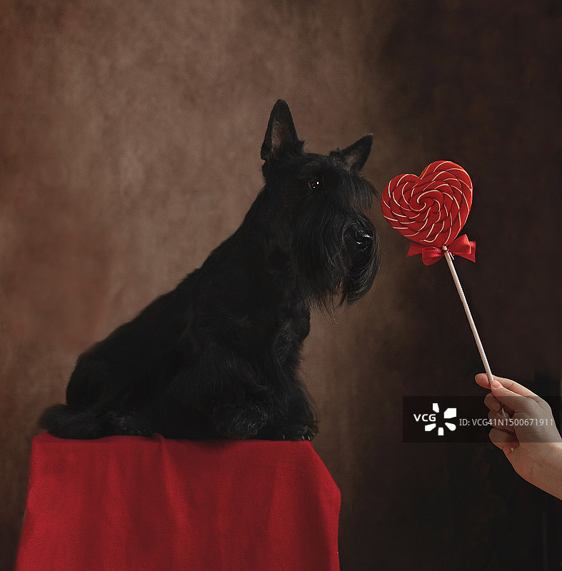 拿着心形糖果、棒棒糖和苏格兰犬的女人，哈萨克斯坦图片素材