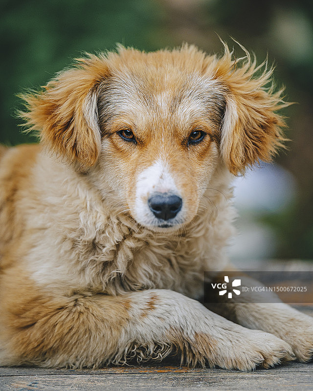 大街上的狗图片素材