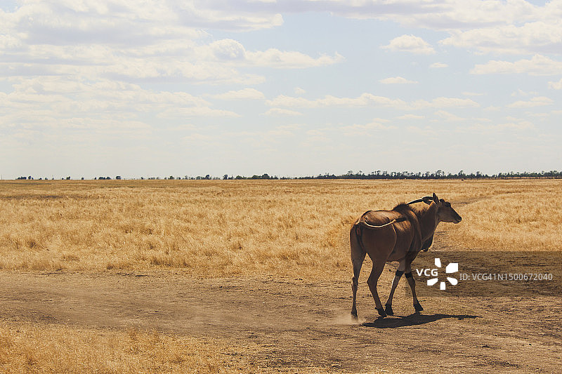 乌克兰的野生动物图片素材