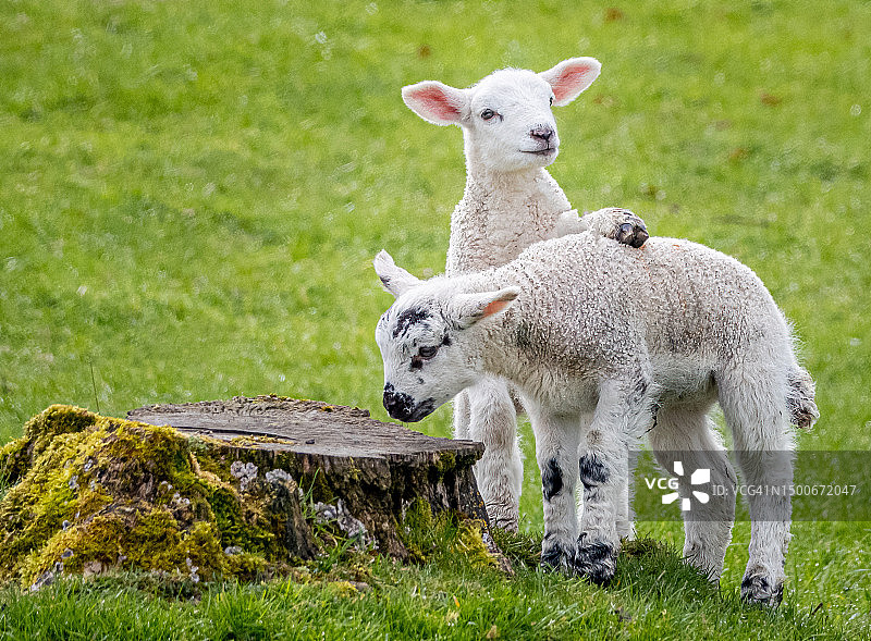 幼羊说待在这里，彭里斯，英国图片素材