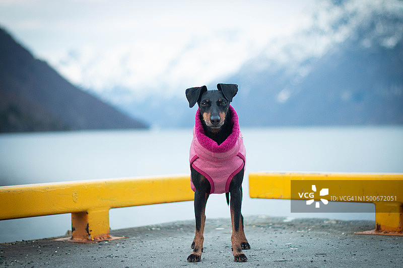 在挪威海勒叙尔特湖码头上坐着的强壮的杜宾犬图片素材