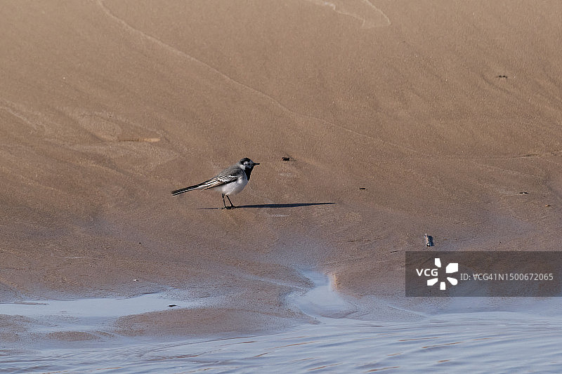 拉脱维亚海滩上的黑背鹡鸰图片素材