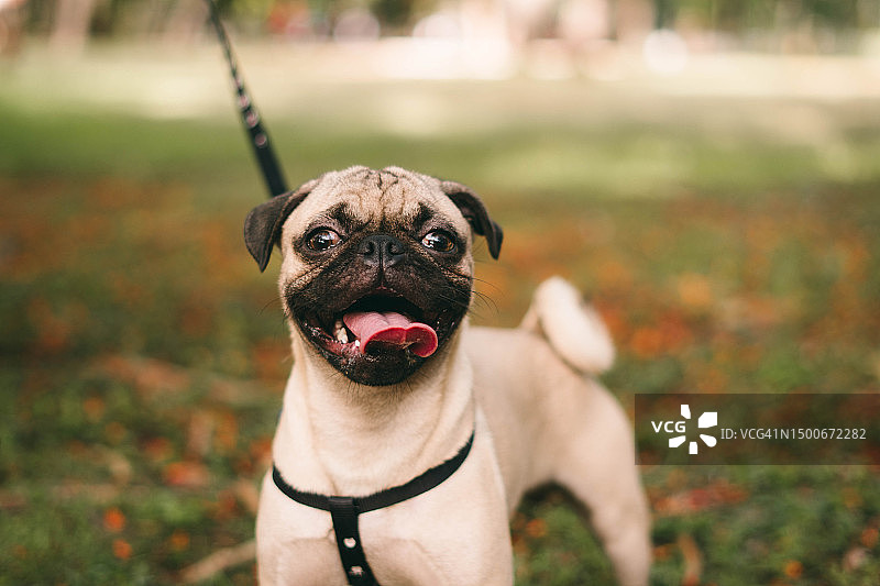 哈巴狗吐舌头的田野写真，多米尼加共和国圣多明各图片素材