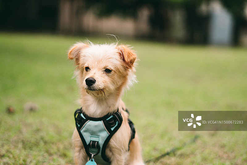 小狗戴着挽具和牵引绳坐在草地上，多米尼加共和国圣多明各图片素材