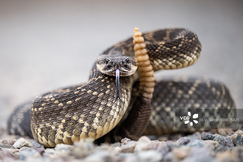 盘绕的响尾蛇图片素材