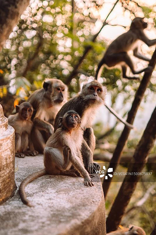 仰视坐在树上的猴子图片素材