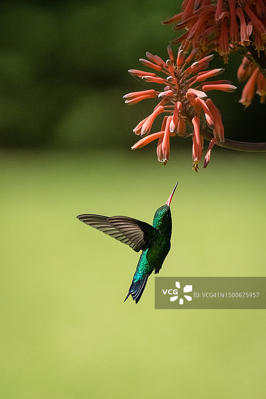 蜂鸟在植物周围飞行的特写，阿根廷圣菲省富内斯图片素材