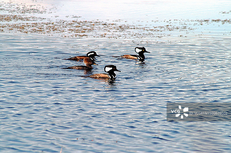 三只雄性和一只雌性凤头潜鸭在水面游泳图片素材
