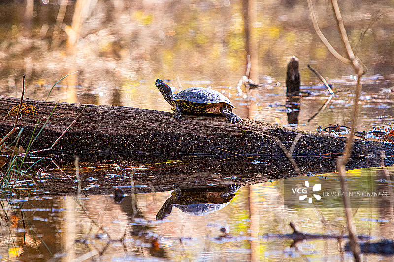 在美国得克萨斯州 Humble 的木头上晒日光浴的乌龟图片素材