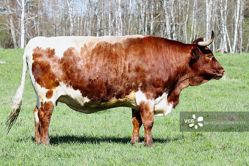 站在草地上的牛侧视图图片素材