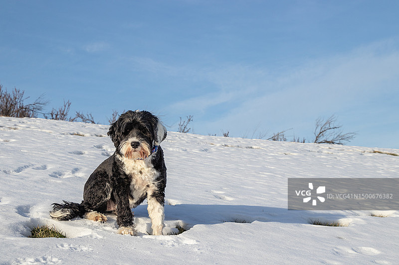 加拿大不列颠哥伦比亚省奥索尤斯，葡萄牙水犬坐在雪地里图片素材
