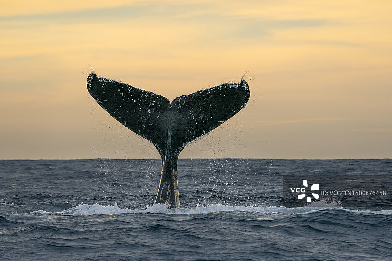 座头鲸在海中畅游的轮廓，墨西哥下加利福尼亚州圣卢卡斯角图片素材