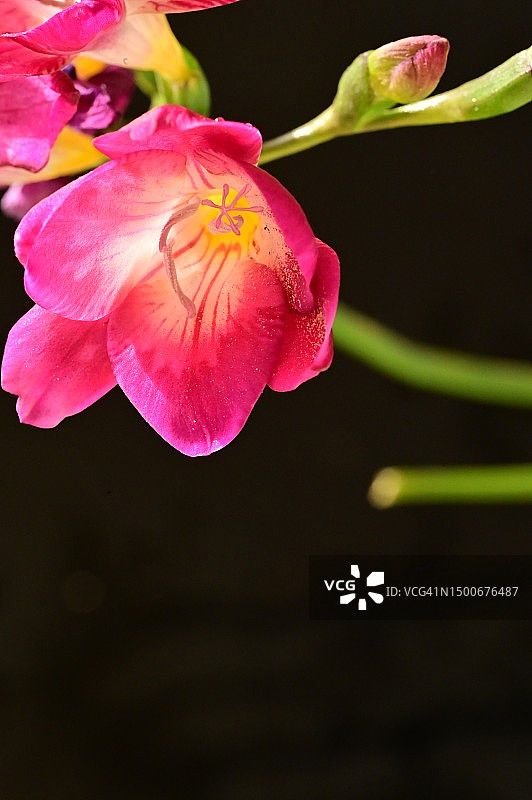 塞尔维亚花园中的彩色春花特写图片素材