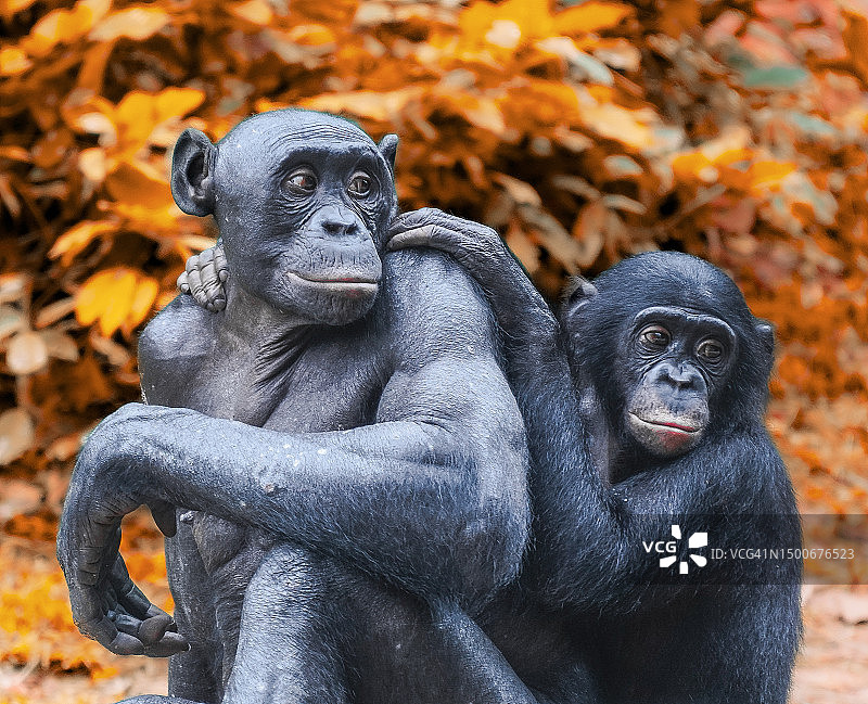 刚果民主共和国猴子群坐姿特写图片素材