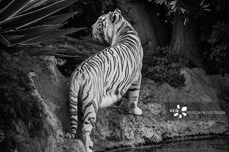 回头观望的白虎图片素材