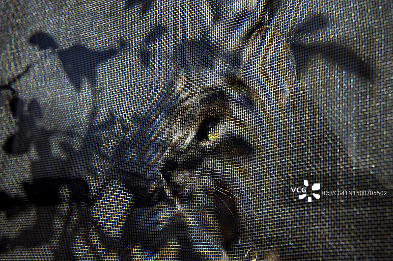 在科罗拉多州博尔德市，猫透过树叶光影斑驳的纱窗向外看图片素材