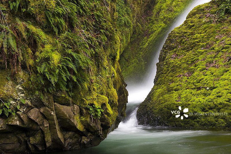 俄勒冈州哥伦比亚河峡谷被苔藓和蕨类植物覆盖的玄武岩环绕的小瀑布图片素材