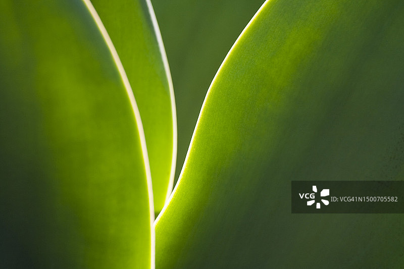 加利福尼亚州拉古纳海滩上大型多肉植物的逆光叶片图片素材