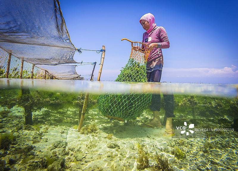 松巴哇岛海藻养殖场，印度尼西亚图片素材