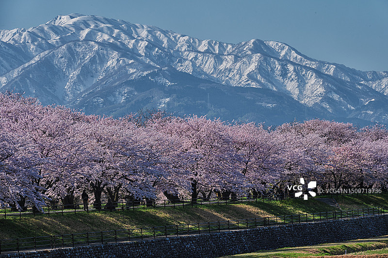 樱花盛开图片素材