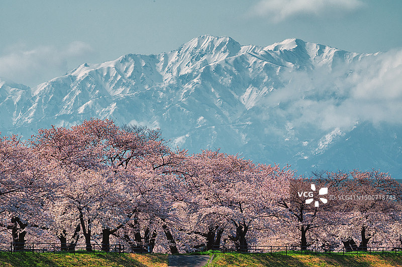樱花盛开图片素材