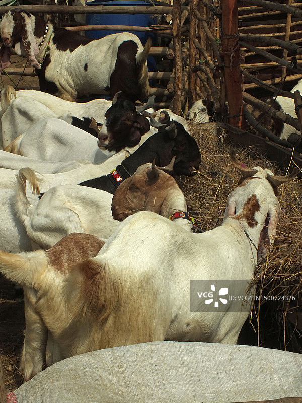 古尔邦节的牲畜市场图片素材