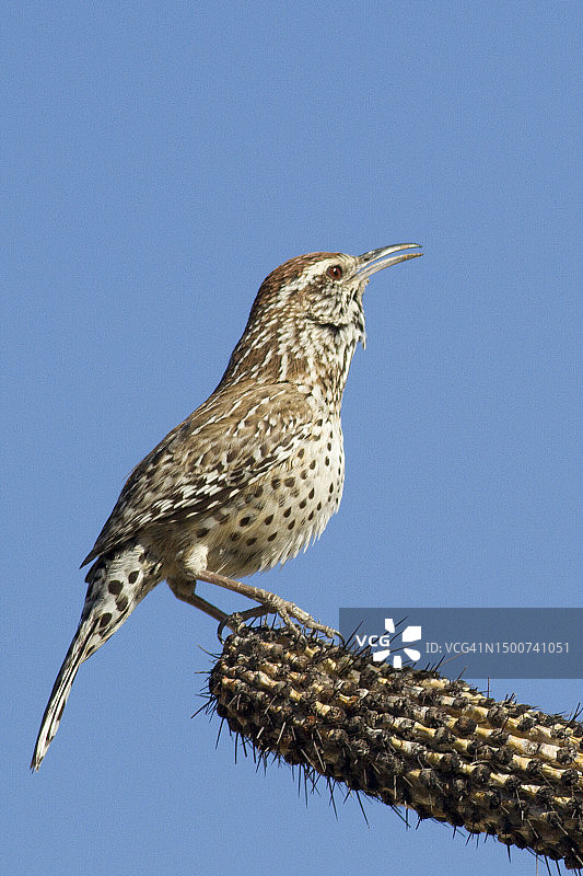 栖息在仙人掌上的仙人掌鹪鹩图片素材