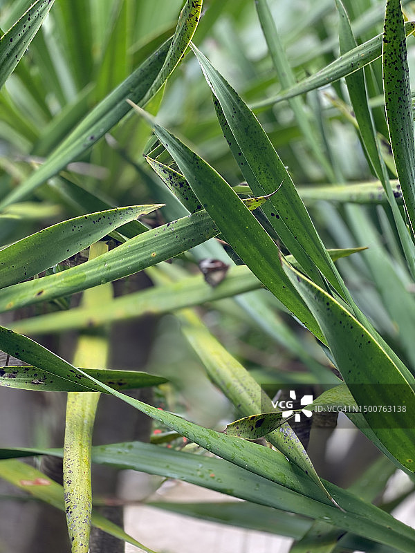 柬埔寨龙血树图片素材