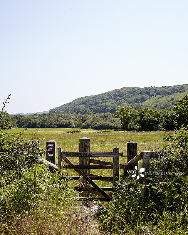 美丽的多塞特图片素材