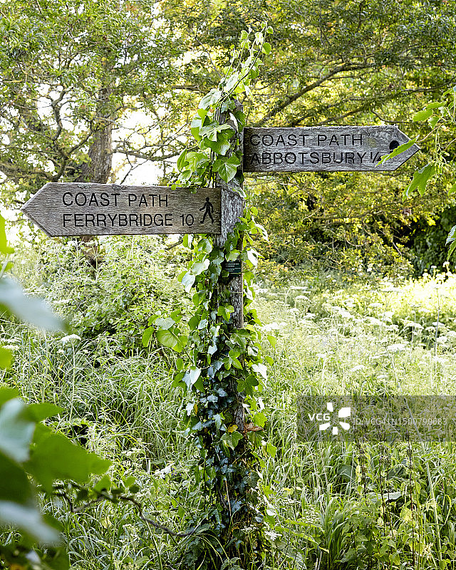 美丽的多塞特图片素材