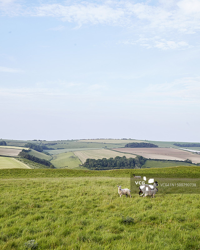 美丽的多塞特图片素材