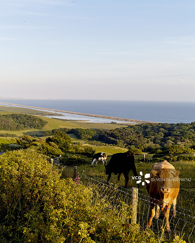 美丽的多塞特图片素材