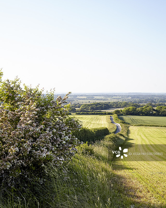 美丽的多塞特图片素材