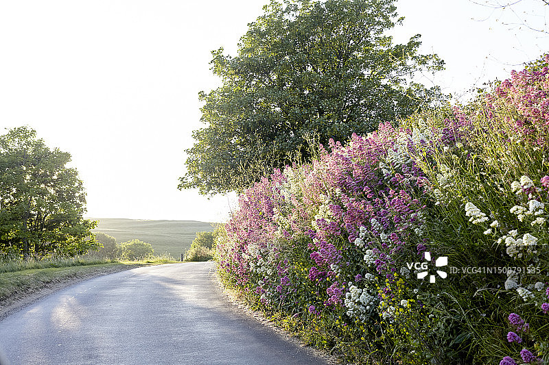 美丽的多塞特图片素材