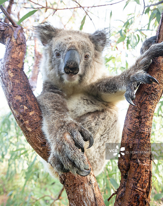 伸出爪子的考拉，澳大利亚都市传说中的猛兽，米基拉考拉保护区，南澳大利亚艾尔半岛图片素材