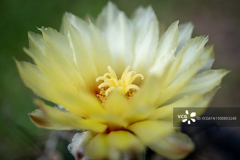 波罗仙人掌美丽的花朵特写图片素材