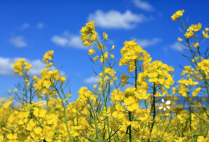 油菜花图片素材
