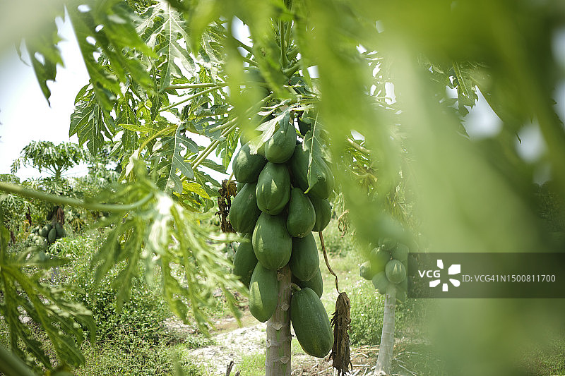 农场里生长的木瓜图片素材