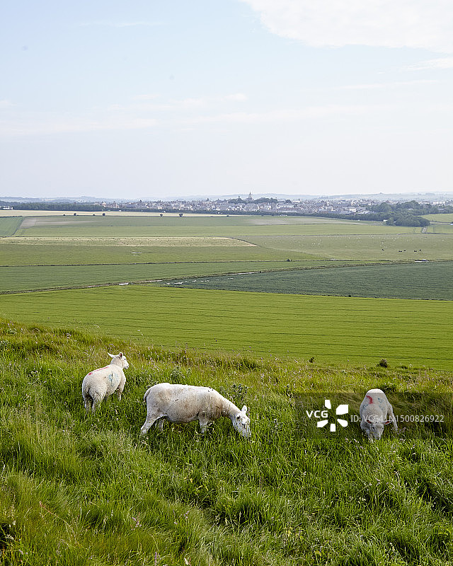 多塞特 2图片素材