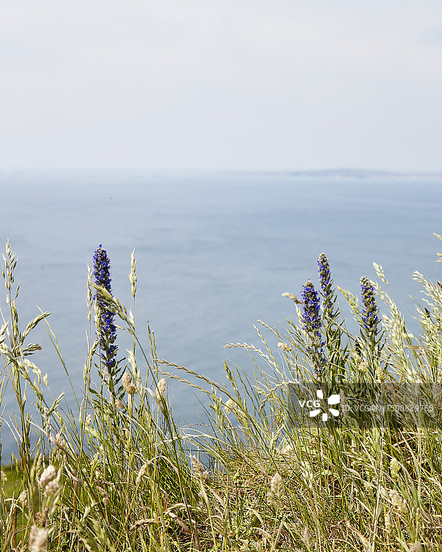 多塞特3图片素材
