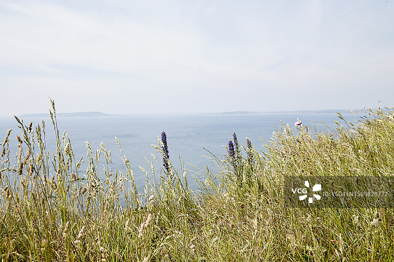 多塞特3图片素材