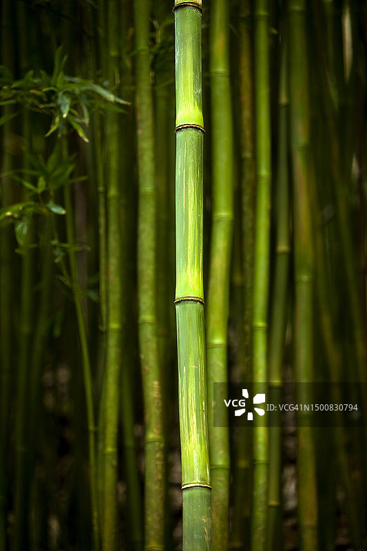 夏威夷瓦胡岛马诺阿瀑布小径上的嫩绿竹笋图片素材