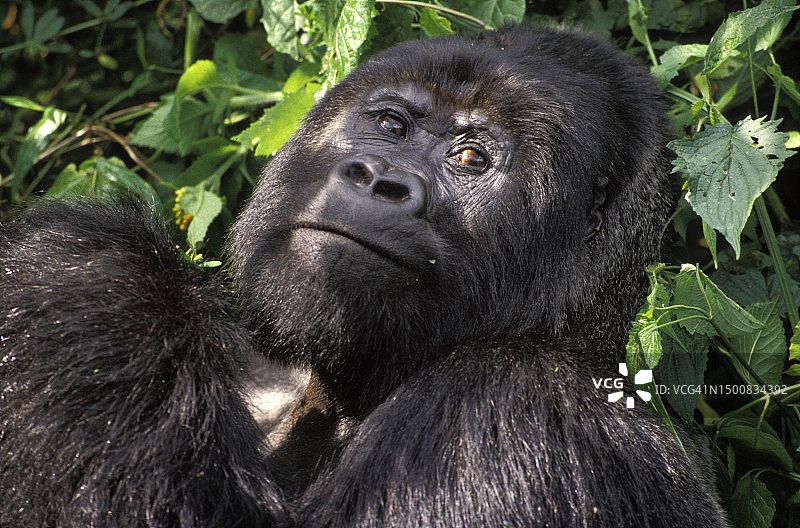 非洲维龙加国家公园的银背山地大猩猩图片素材