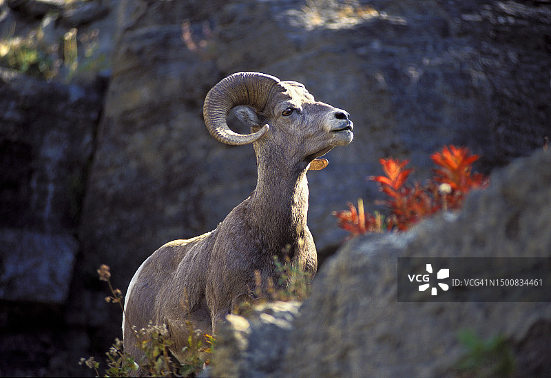 冰川国家公园的大角羊图片素材