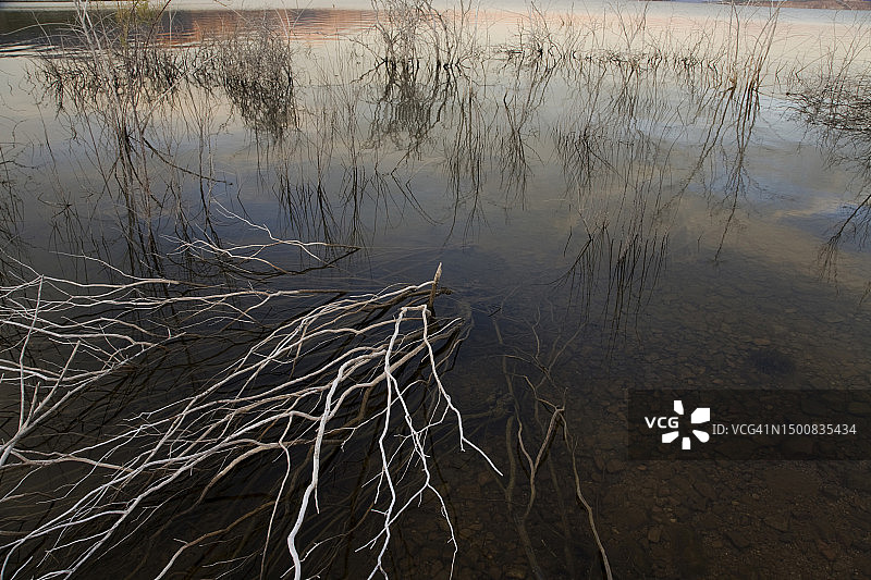 亚利桑那州西奥多·罗斯福湖岸边的枯枝图片素材