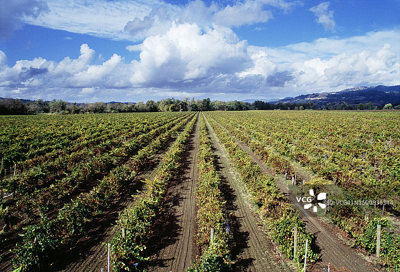 夏末的葡萄园和云彩图片素材