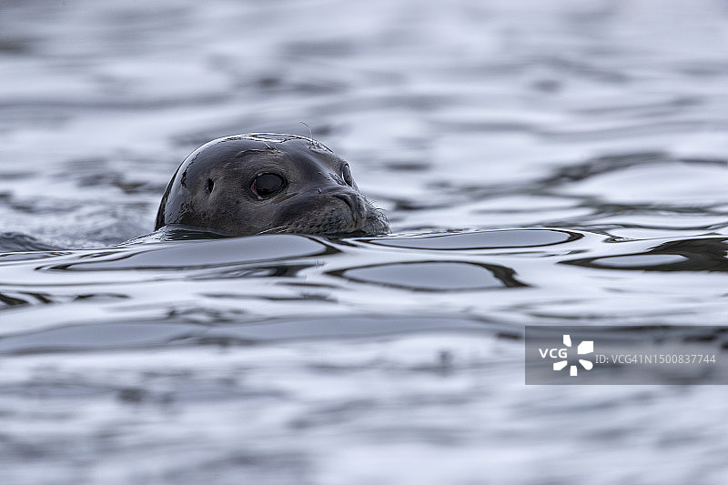 海豹露出水面的头部图片素材