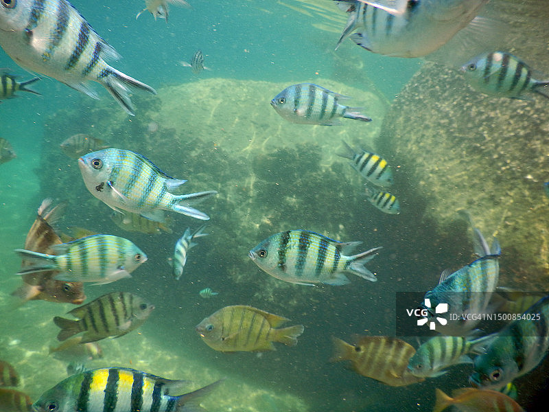 温暖水域的浅水珊瑚鱼图片素材