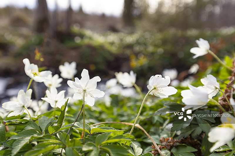 白色獐耳细辛花特写图片素材